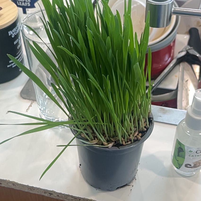 Photo of the plant species cat grass by @DazzlingBetel1 named Vins Grass on Greg, the plant care app