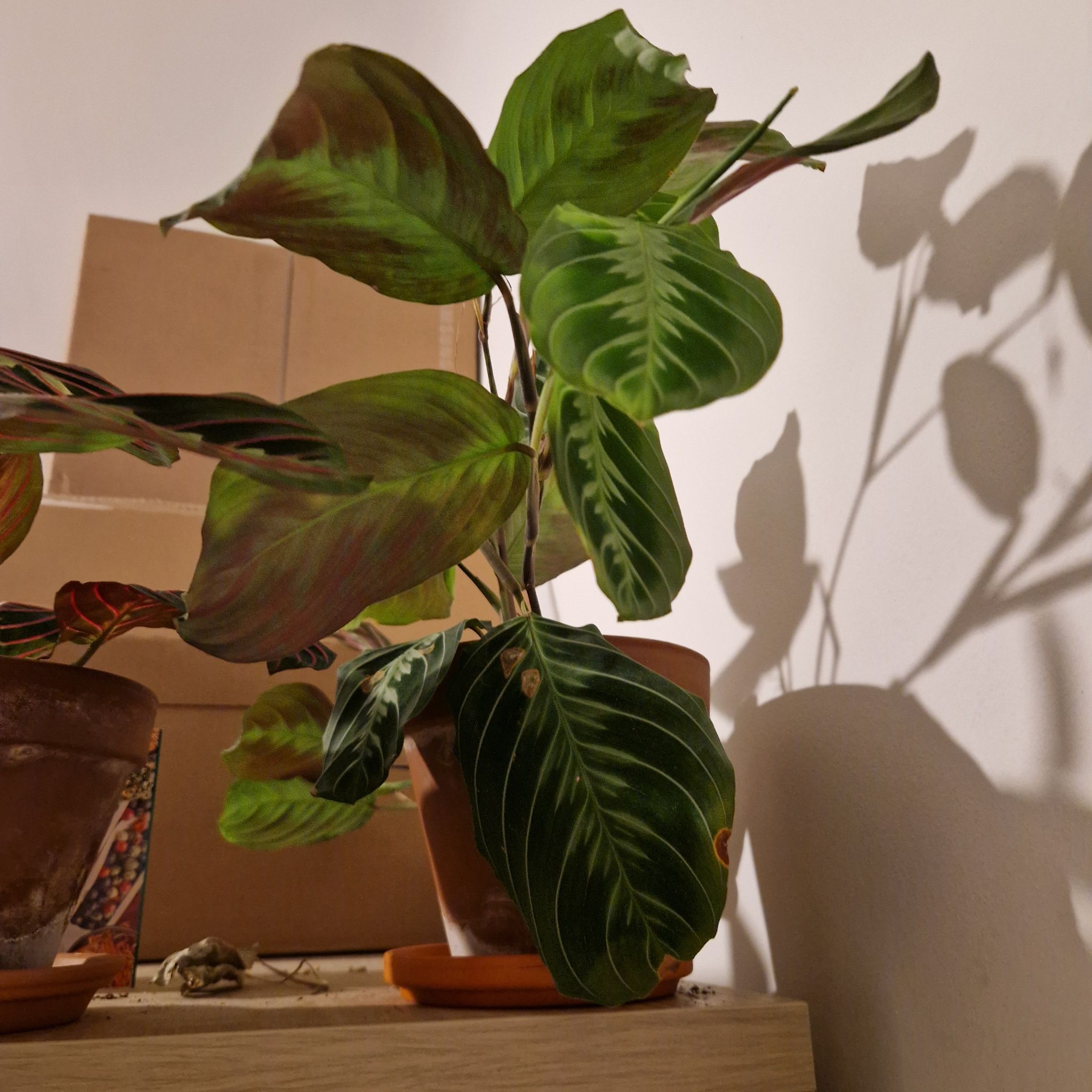 Photo of the plant species Cat Moustache by @VipGardenorache named Achilles on Greg, the plant care app