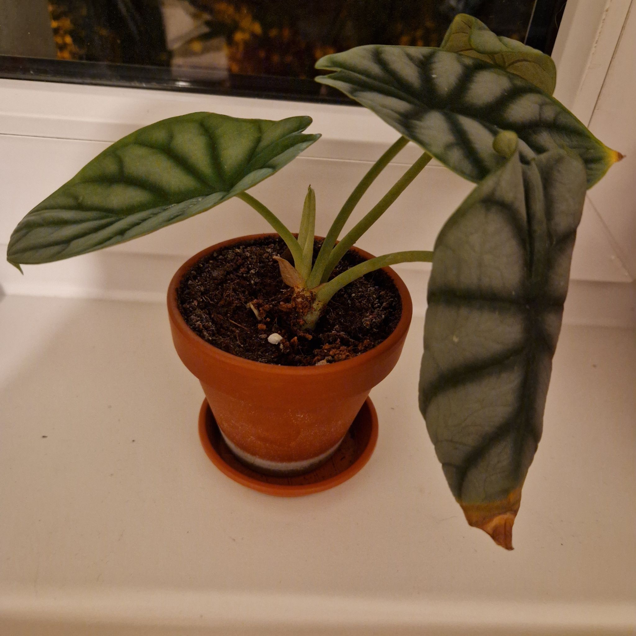 Photo of the plant species Alocasia Maharni Aurea by @VipGardenorache named Maya on Greg, the plant care app