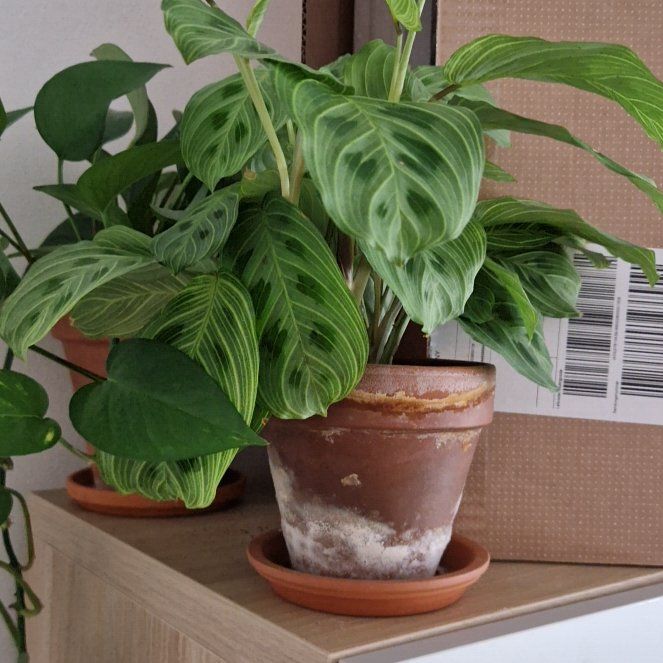 Photo of the plant species Maranta Light Veins by @VipGardenorache named Nithin on Greg, the plant care app
