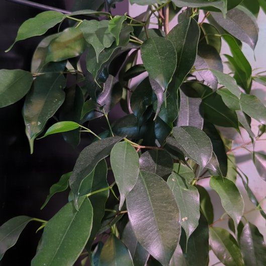 Photo of the plant species Weeping Fig Daniella by @AdeptZebraplant named Rob on Greg, the plant care app