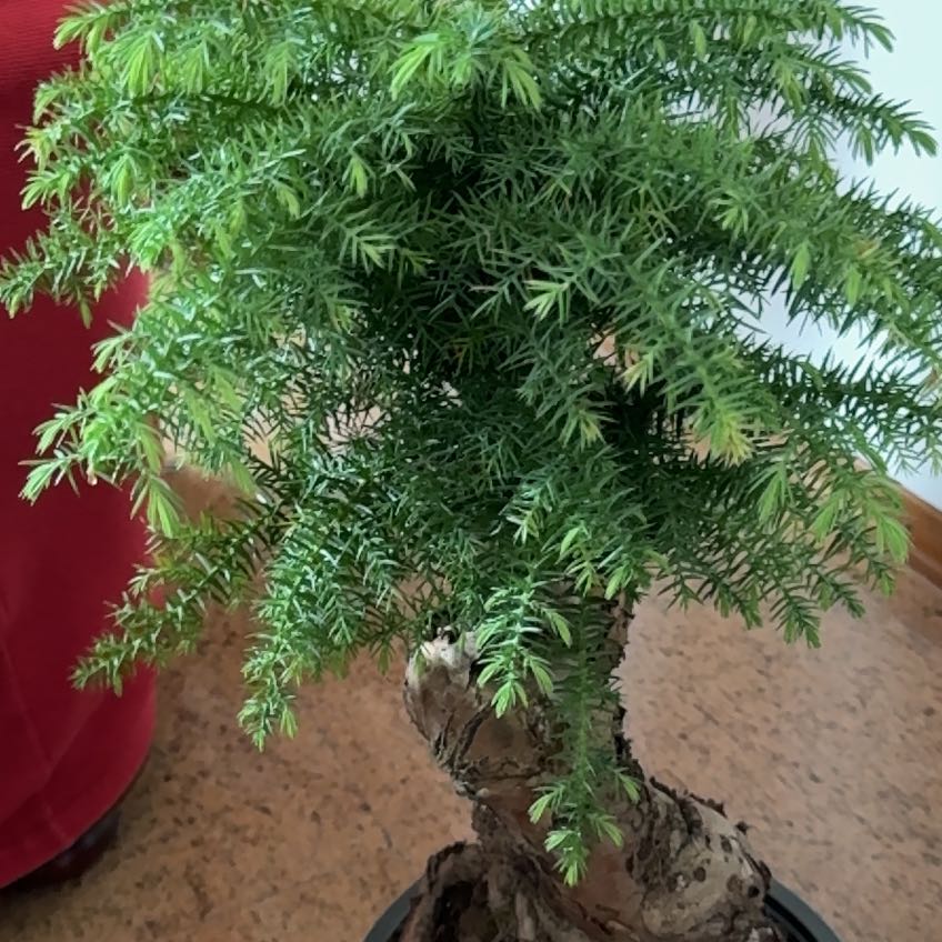 Photo of the plant species Dorrigo-Pine by @HolyDodder75 named Hamilton on Greg, the plant care app