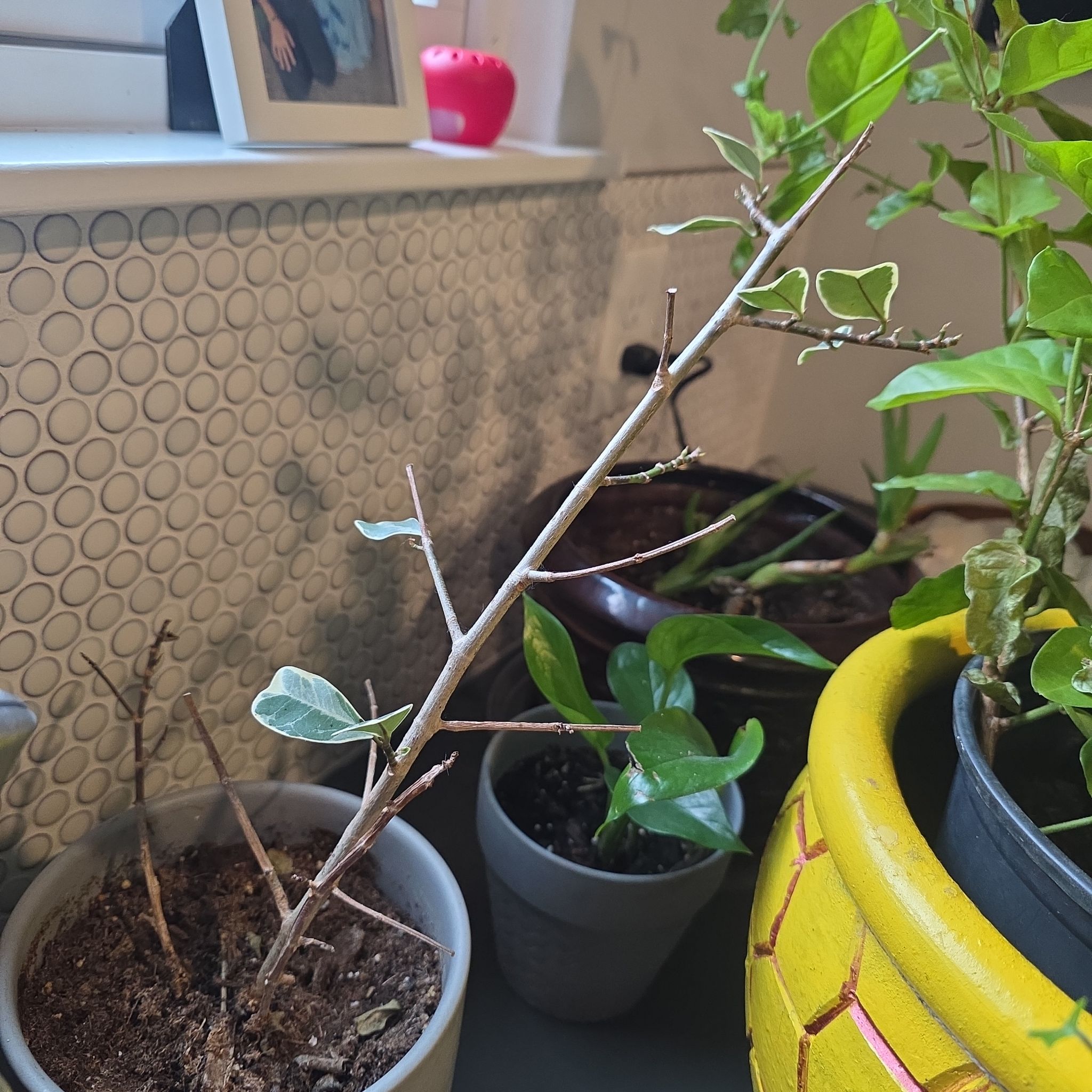Photo of the plant species Triangle Ficus by @brinko named Robert Plant on Greg, the plant care app