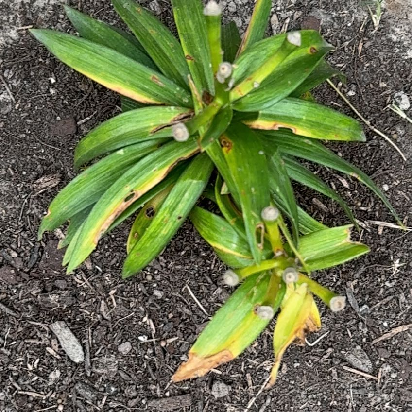 Photo of the plant species Yellow Lily by @Sandman named Happy lily on Greg, the plant care app