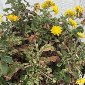 Photo of the plant species Common Fleabane by @Sandman named Sol on Greg, the plant care app