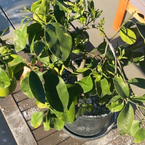 Photo of the plant species Rio Red Grapefruit by @CalmVelvetbean named Rihanna on Greg, the plant care app