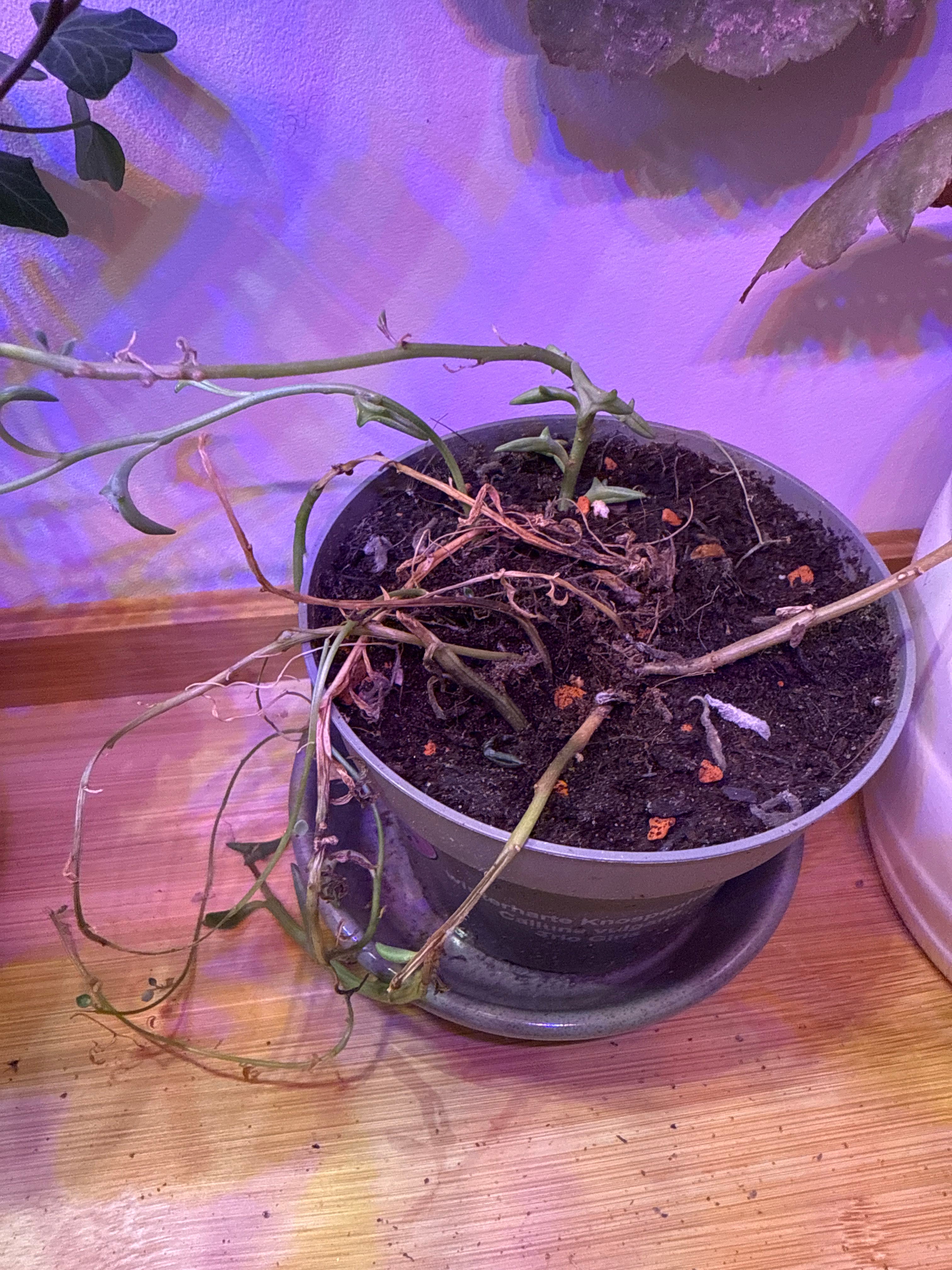 How to Fix Droopy Leaves on Your Dolphin Plant 🐬