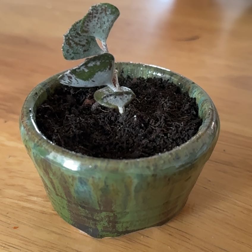 Photo of the plant species Pies from Heaven by @Stone named Kalanchoe Rhombopilosa on Greg, the plant care app