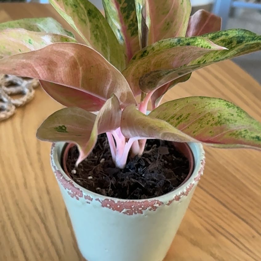 Photo of the plant species 'Lucky Red' by @Stone named Beau on Greg, the plant care app