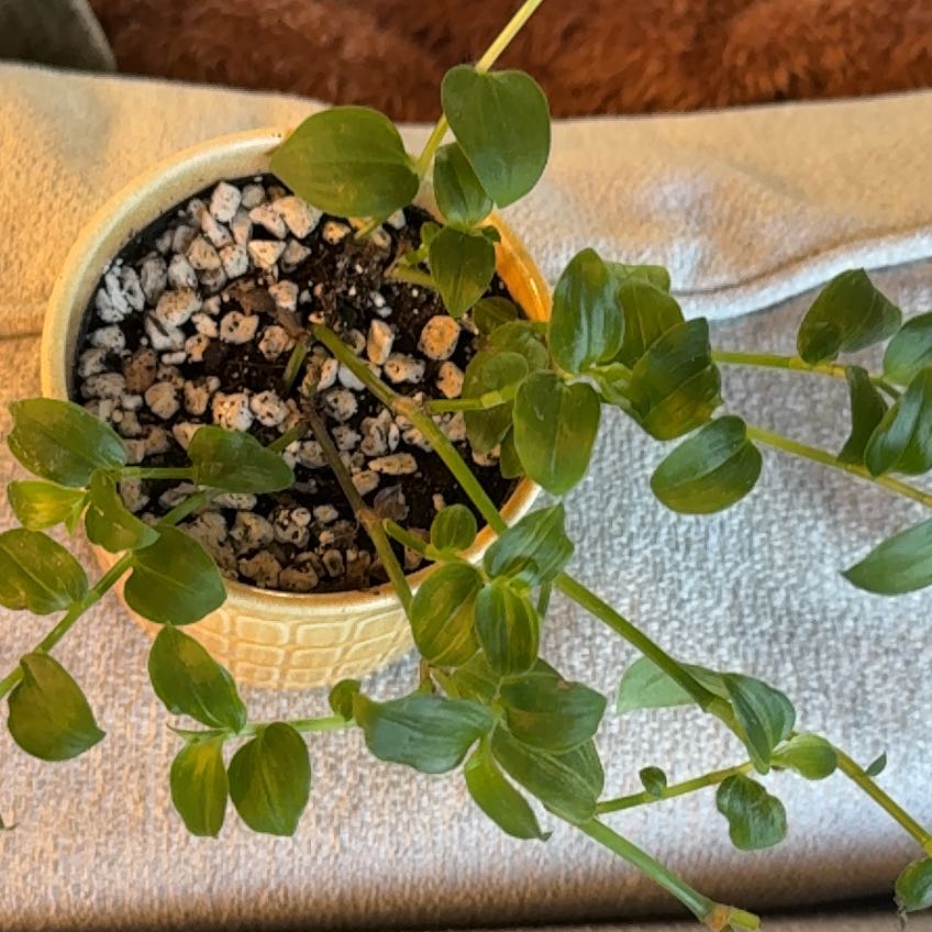 Photo of the plant species Tradescantia 'Green Hill' by @Stone named Kesha on Greg, the plant care app