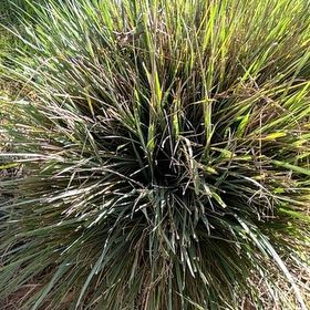 Photo of the plant species Texas Sacahuista by @PoetMaidengrass named Madonna on Greg, the plant care app