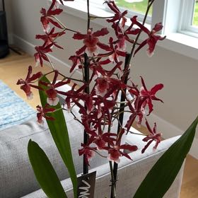 Photo of the plant species Red Renanthera by @YesSummersavory named Coco on Greg, the plant care app