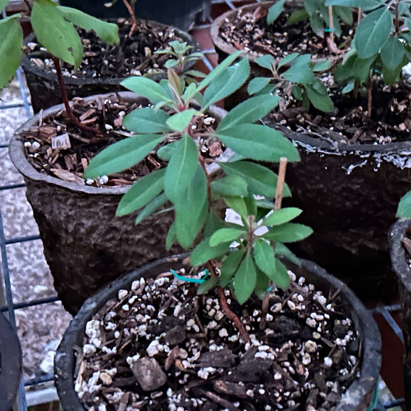 Photo of the plant species Texas Madrone by @TopCarolinalily named Houston on Greg, the plant care app