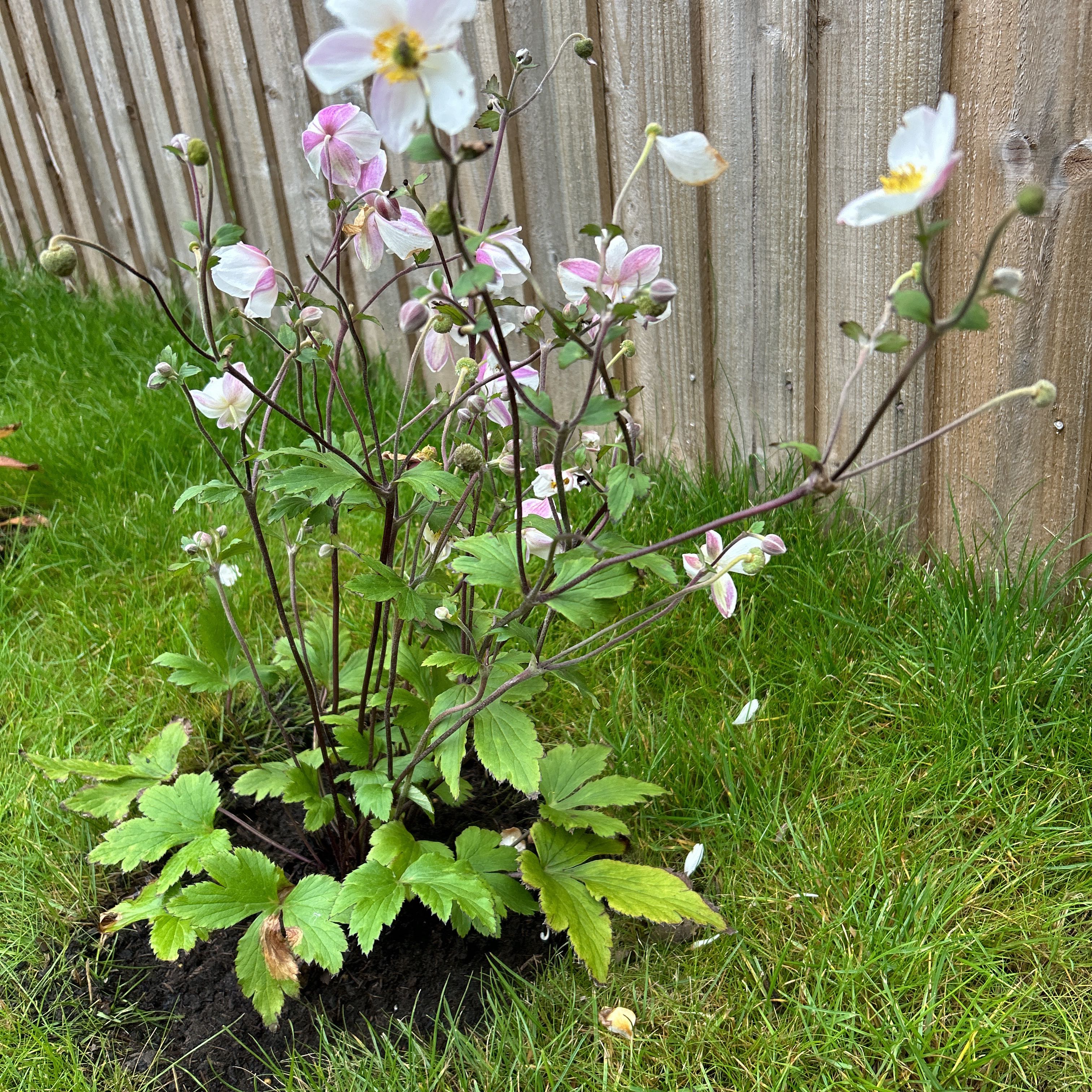Photo of the plant species Japanese Anemone by @VipBlueweed53 named James Dean on Greg, the plant care app