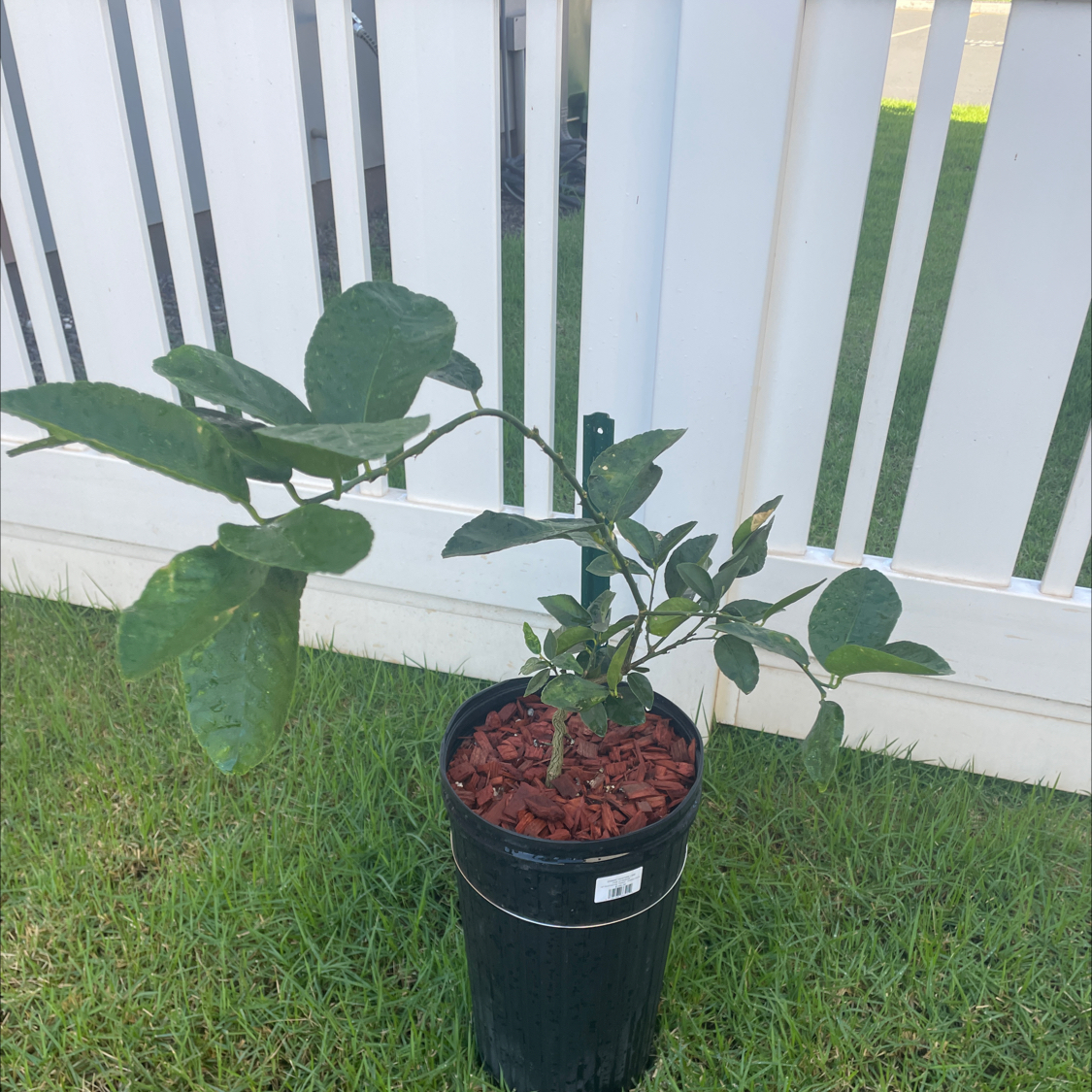 Photo of the plant species Tahitian Lime by @QuaintCutgrass named Billy on Greg, the plant care app