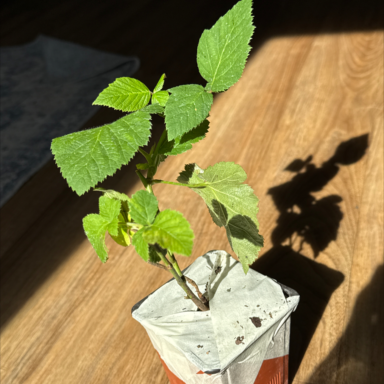 Photo of the plant species Chester Thornless Blackberry by @SmartAnacahuita named Chester Black on Greg, the plant care app