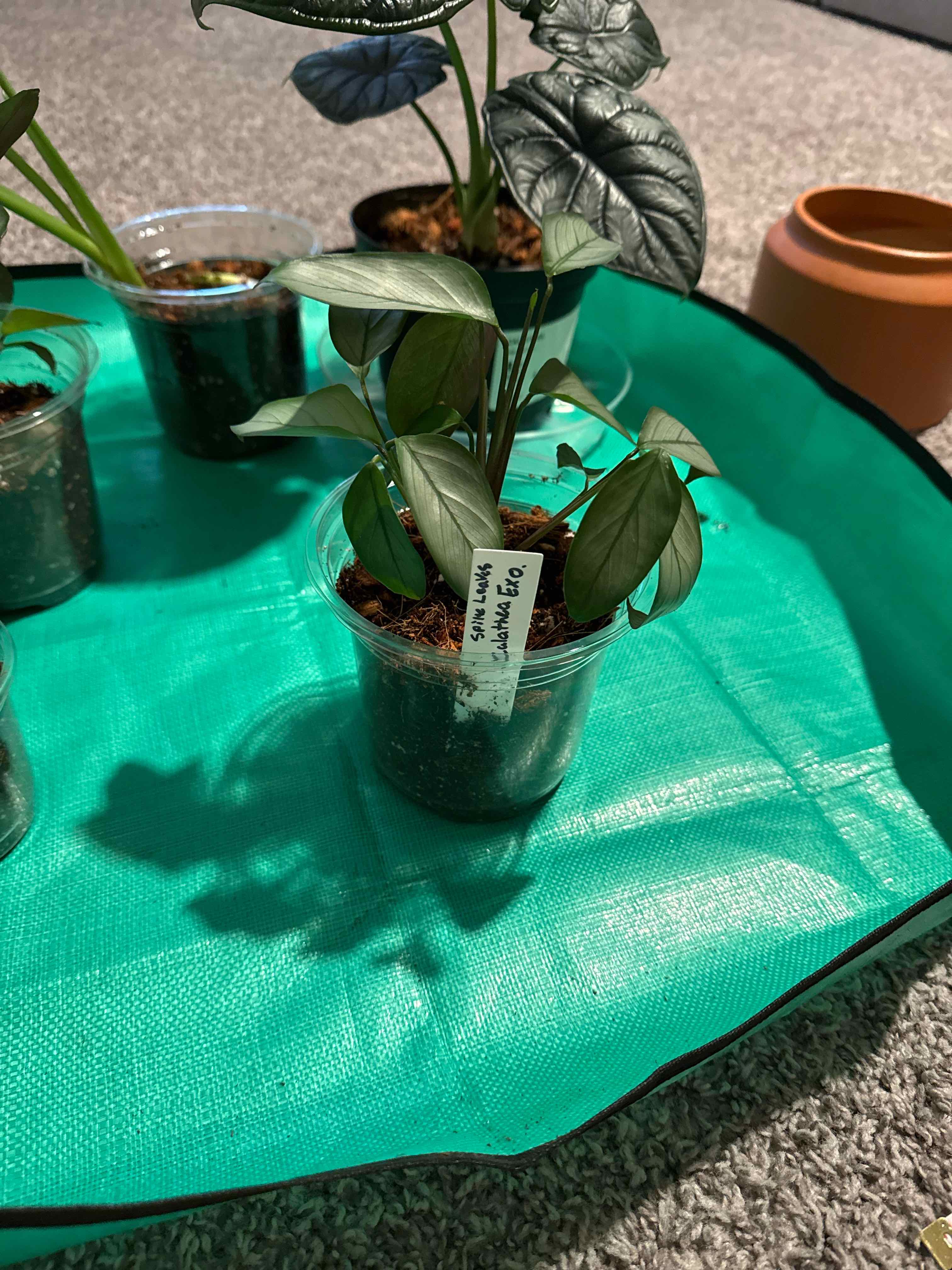 Photo of the plant species calathea exotica by @Daw615 named Spike Leaves on Greg, the plant care app