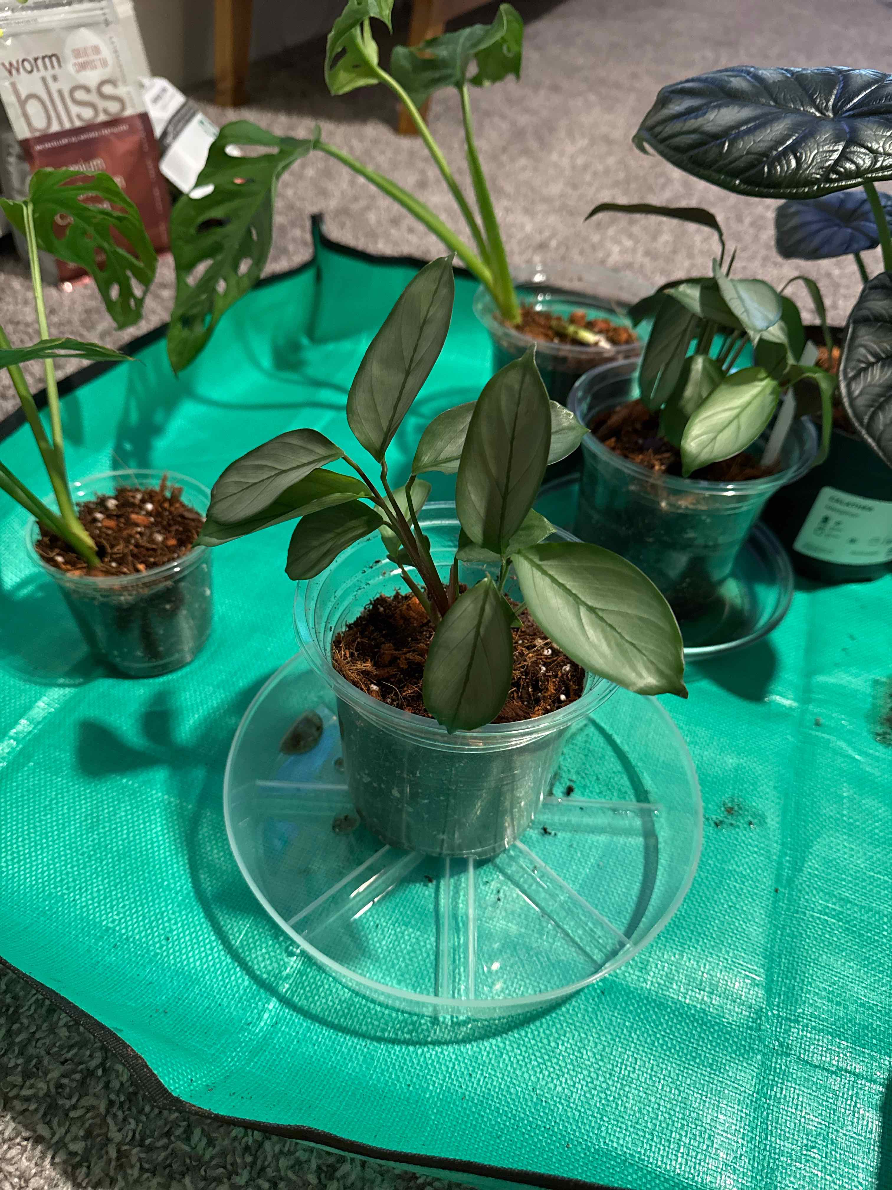 Photo of the plant species calathea exotica by @Daw615 named Girlfrond on Greg, the plant care app