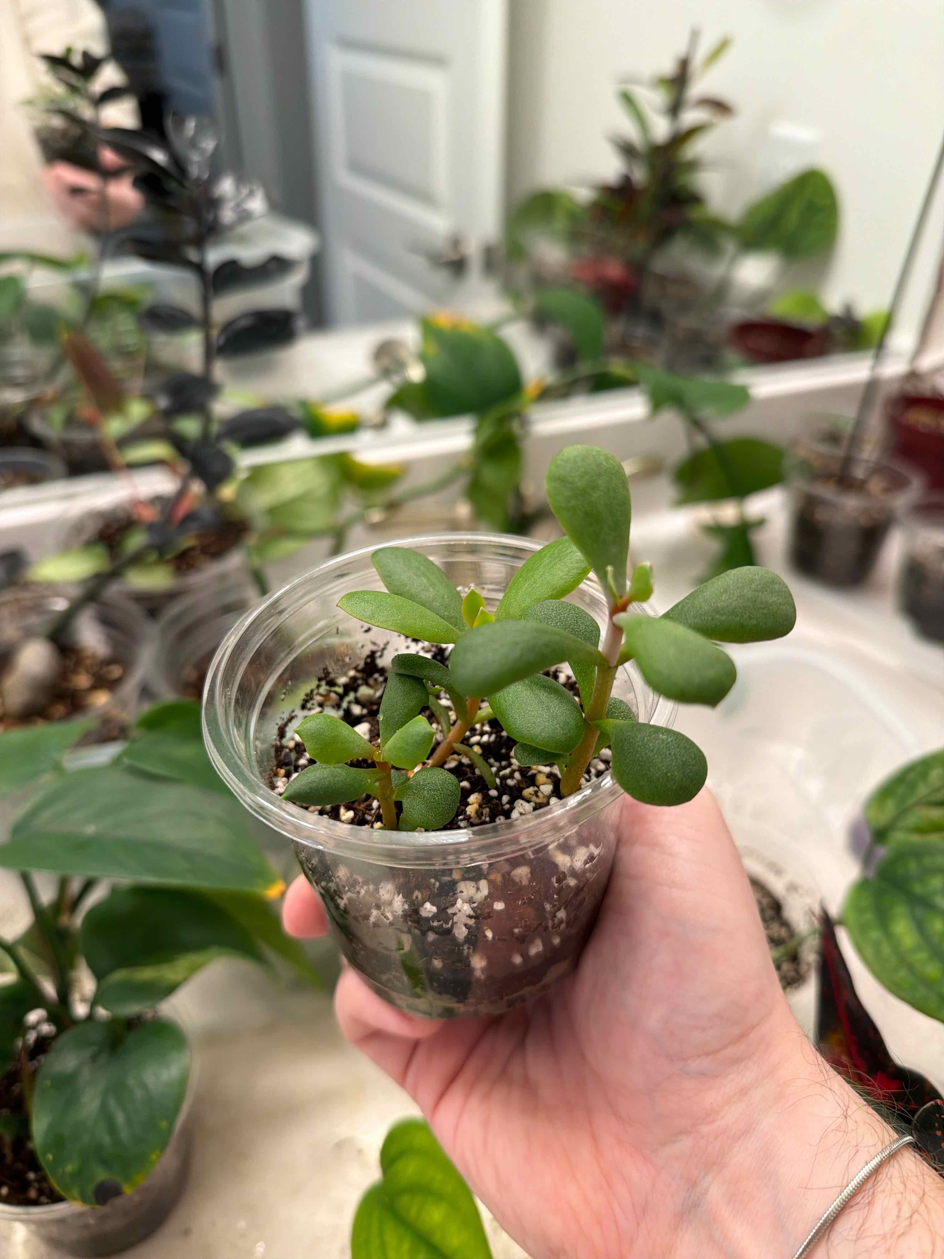 Photo of the plant species Cotyledon orbiculata 'Oophylla Variegata' by @Daw615 named Zion on Greg, the plant care app