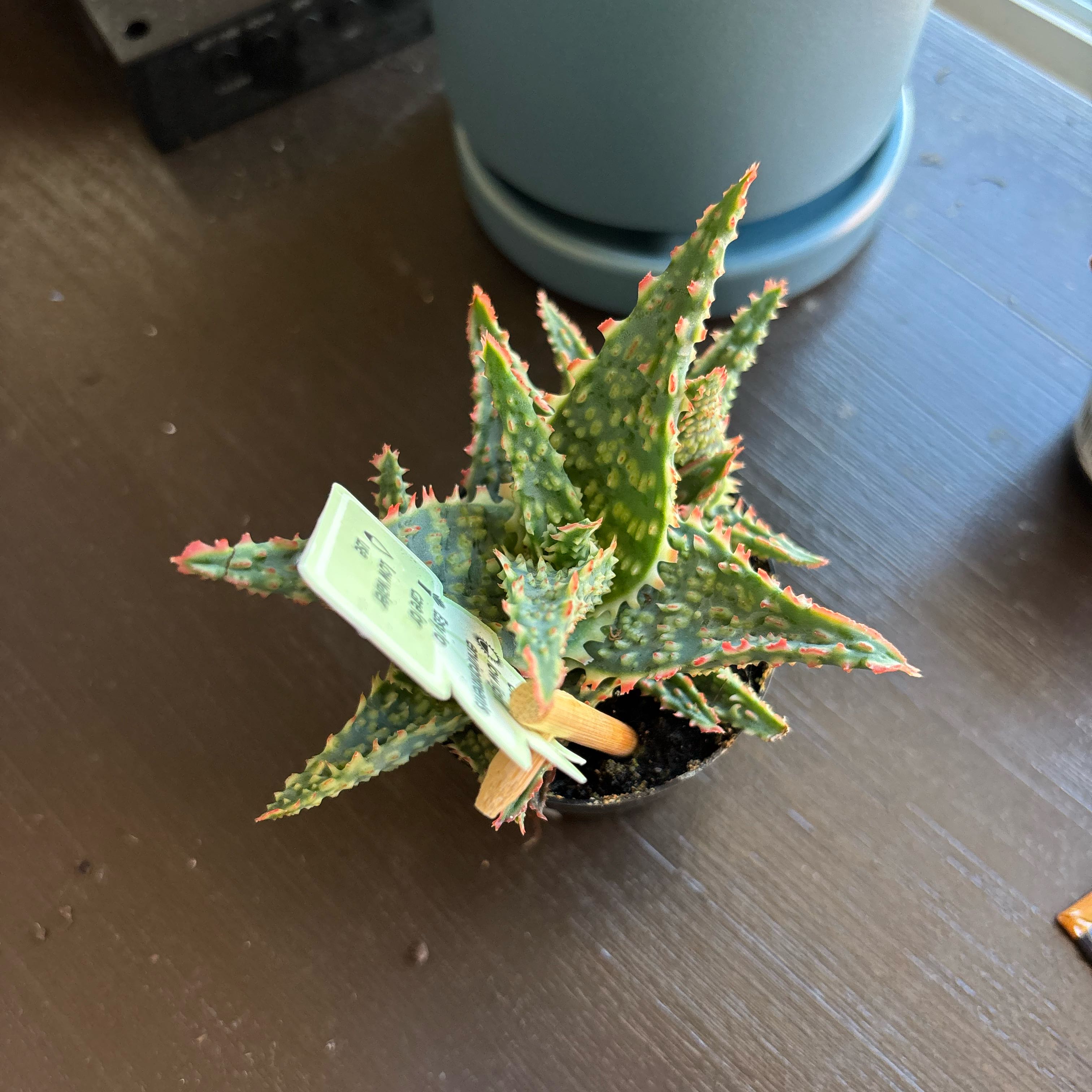 Photo of the plant species Aloe 'Christmas Carol' by @gretaam named Darwin on Greg, the plant care app