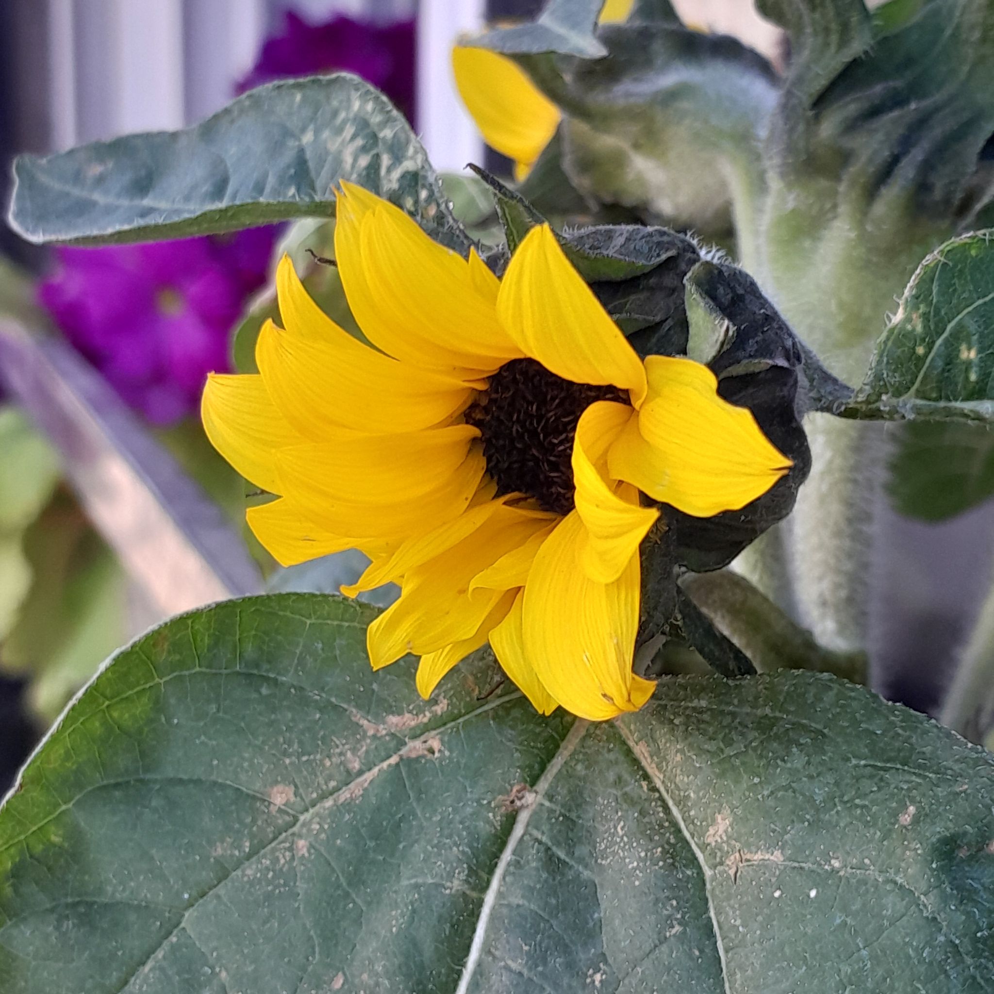 Photo of the plant species Parry's Dwarf-Sunflower by @imAbri named Girasol on Greg, the plant care app