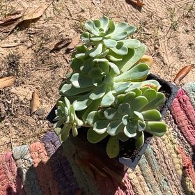 Photo of the plant species Echeveria Early Sunrise by @SublimeGabisan named Iris on Greg, the plant care app