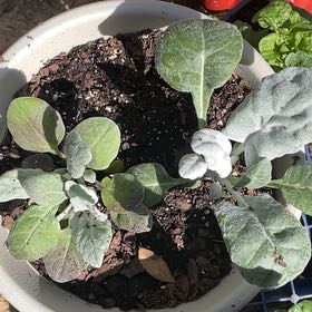 Photo of the plant species Dusty Miller 'Cirrus' by @SublimeGabisan named Silver Fox on Greg, the plant care app