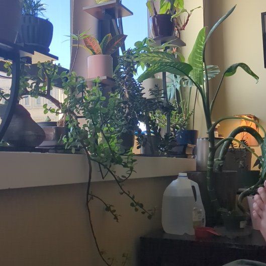 Photo of the plant species Dwarf White Voodoo Lilly by @HandyCobnut named Kendall on Greg, the plant care app