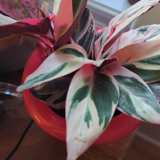 Photo of the plant species Stromanthe Triostar by @HandyCobnut named Bieber on Greg, the plant care app