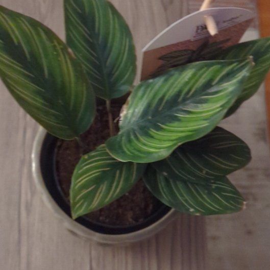 Photo of the plant species calathea ornata by @HandyCobnut named Treeyoncé on Greg, the plant care app