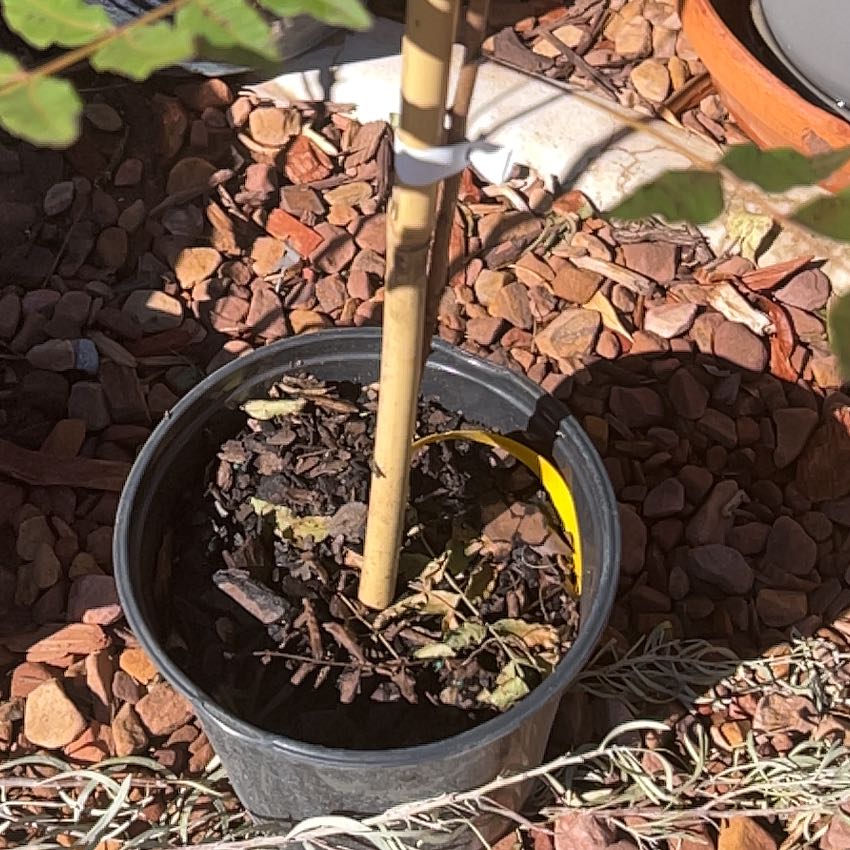 Photo of the plant species Chinese Pistache by @CrucialBetel named Pistache on Greg, the plant care app