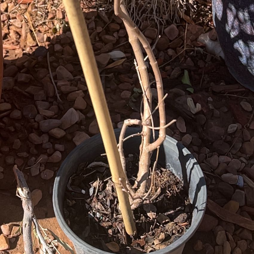Photo of the plant species Chaste Tree by @CrucialBetel named Chaste on Greg, the plant care app