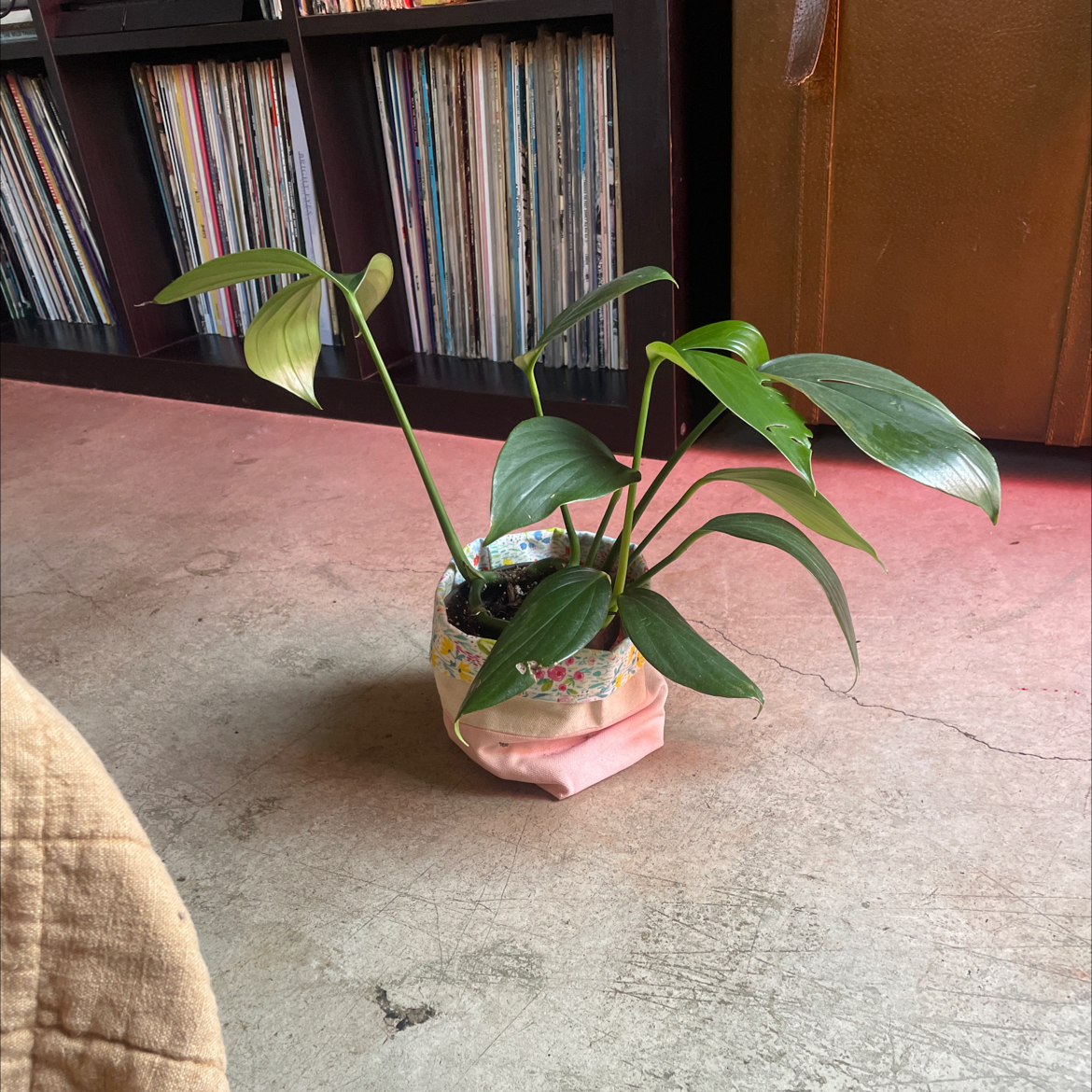 Potted Rhaphidophora decursiva plant with healthy green leaves indoors on a concrete floor.