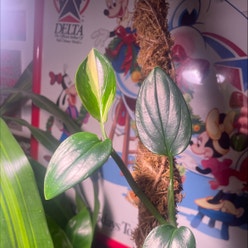 Variegated Monstera standleyana plant
