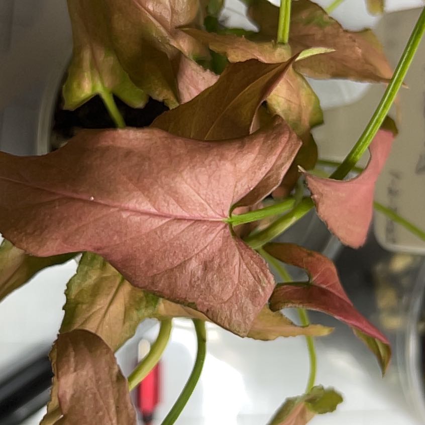 Photo of the plant species Syngonium podophyllum 'Mickey' by @Leylandcypress named Apollo on Greg, the plant care app
