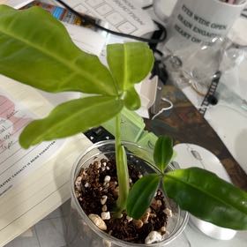 Photo of the plant species Philodendron Tripartitum by @Leylandcypress named Marley on Greg, the plant care app