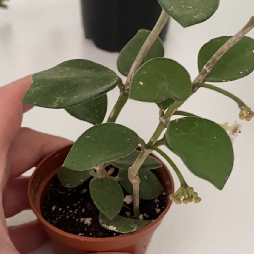 Photo of the plant species Hoya nummularioides by @pamjam named Sigmund on Greg, the plant care app