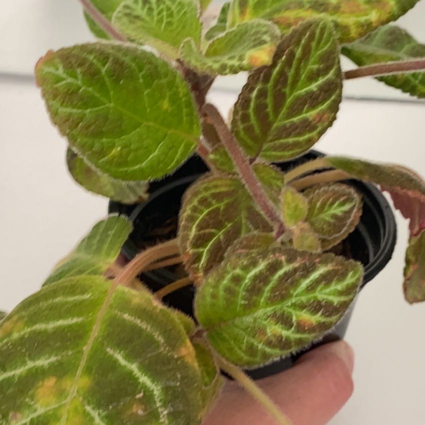 Photo of the plant species Episcia 'Pink Dreams' by @pamjam named Winston on Greg, the plant care app