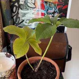 Photo of the plant species Lenten Rose by @ClassySalad14 named Marta on Greg, the plant care app