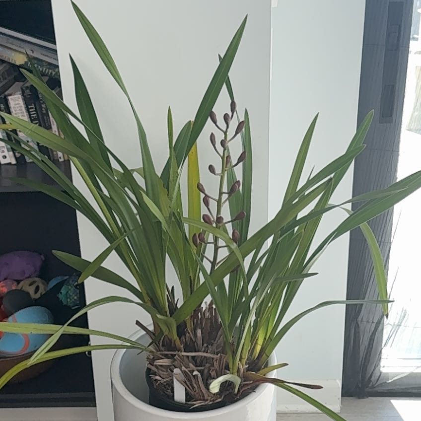 Photo of the plant species Cymbidium Orchid by @SlickHighmallow named Daphne on Greg, the plant care app