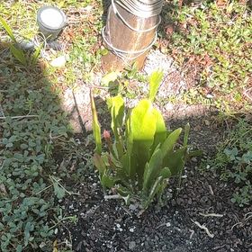 Photo of the plant species Night Blooming Cereus by @SlickHighmallow named Nemo on Greg, the plant care app