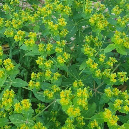 Photo of the plant species Cushion Spurge by @PrettyPlain named Aria on Greg, the plant care app