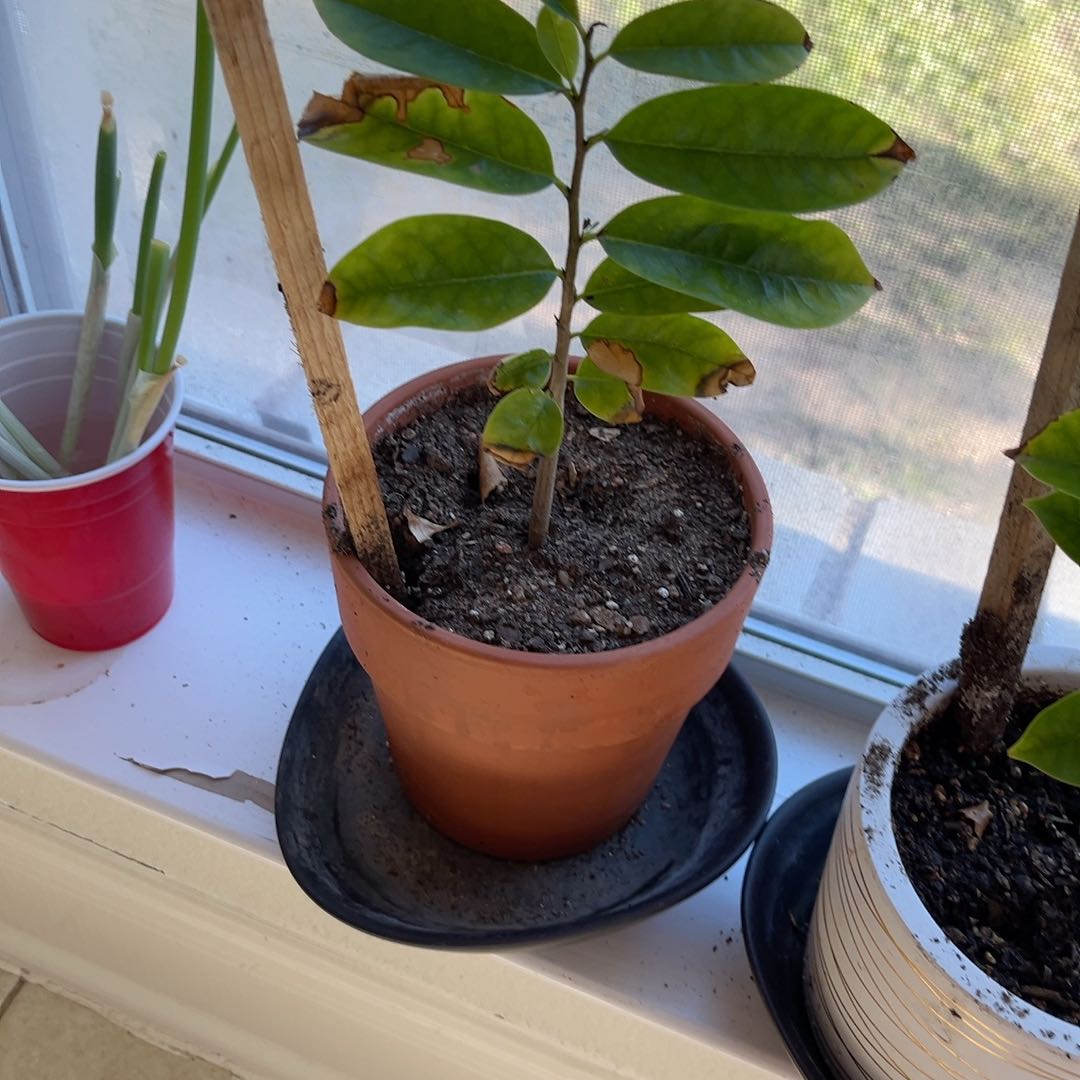 Photo of the plant species Guanabana by @SteamyNiaouli96 named Sour on Greg, the plant care app