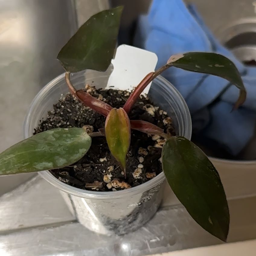 Photo of the plant species Pink Naomi by @HighLivingjewel named Ronaldo on Greg, the plant care app