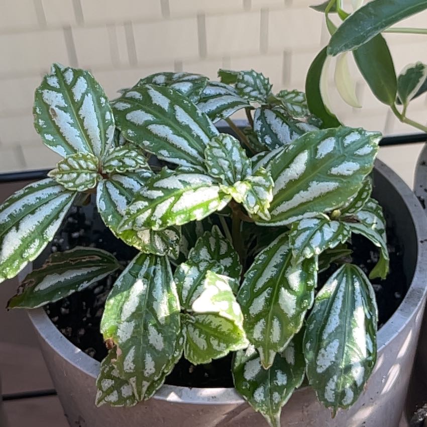 Photo of the plant species Variegated Aluminum Plant by @ZappyDamiana named 3 Dolores on Greg, the plant care app