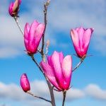 Photo of the plant species Ann Magnolia by @ZingFord77 named Ann on Greg, the plant care app