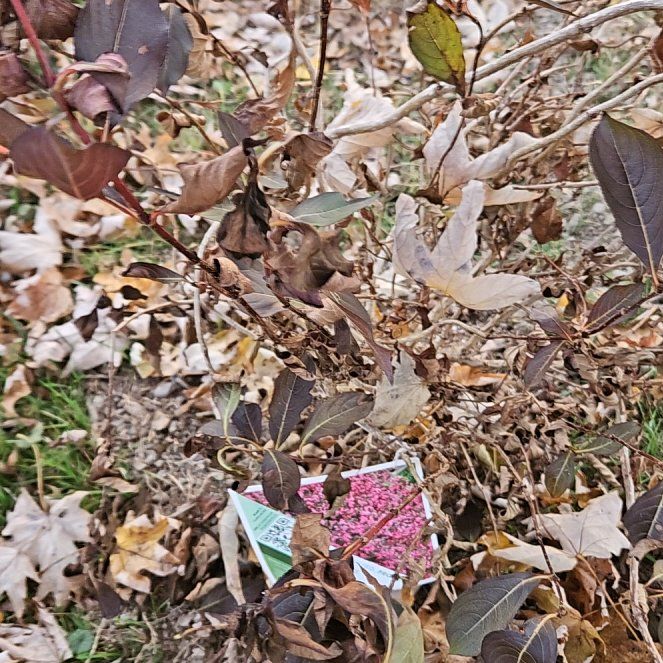 Photo of the plant species Weigela 'Wine and Roses' by @KeenCacaotree named Figyonce on Greg, the plant care app