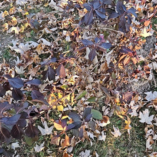 Photo of the plant species Weigela 'Wine and Roses' by @KeenCacaotree named Huckleberry Fern on Greg, the plant care app
