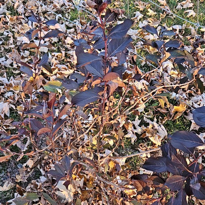 Photo of the plant species Weigela 'Wine and Roses' by @KeenCacaotree named Maya on Greg, the plant care app