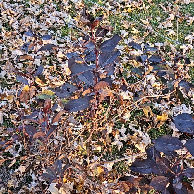 Photo of the plant species Weigela 'Wine and Roses' by @KeenCacaotree named Mando on Greg, the plant care app
